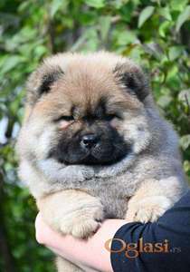 Chow Chow Cau Cau Čau Čau